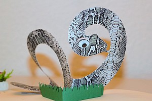 Boa